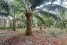 Land for sale in Khao Thong, Krabi