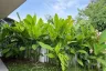 3 Bedroom Villa for Sale or Rent in Chalong, Phuket