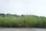 Land for sale in Nong Prue, Chonburi