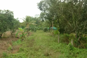 Land for sale in Huai Yai, Chonburi