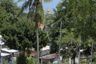 Land for sale in Bo Phut, Surat Thani