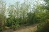 Land for sale in Bueng Nakhon, Prachuap Khiri Khan
