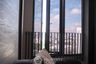 1 Bedroom Condo for rent in Ideo Q Victory, Thanon Phaya Thai, Bangkok near BTS Victory Monument