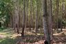 Land for sale in Ko Yao Yai, Phang Nga