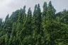4 Bedroom House for sale in Chang Phueak, Chiang Mai