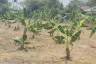 Land for sale in Don Kaeo, Chiang Mai