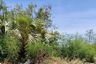 Land for sale in Rawai, Phuket