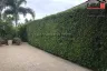 3 Bedroom House for Sale or Rent in Nong Prue, Chonburi