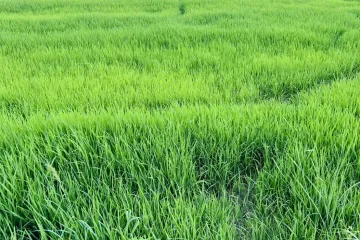 Commercial for Sale or Rent in Min Buri, Bangkok near MRT Kheha Ramkhamhaeng