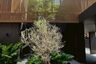 5 Bedroom House for sale in Noble AQUA Riverfront Ratburana, Rat Burana, Bangkok