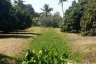 Land for sale in Tha Wang Tan, Chiang Mai