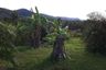 Land for sale in Pa Khlok, Phuket