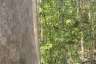 Land for sale in Pa Phai, Chiang Mai