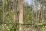 Land for sale in Pa Phai, Chiang Mai