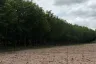 Land for sale in Nong-Kham, Chonburi