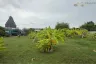 Land for sale in Nong Prue, Chonburi