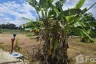Land for sale in Nong Khwai, Chiang Mai