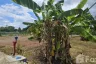 Land for sale in Nong Khwai, Chiang Mai