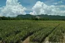 Land for sale in Nong Phlap, Prachuap Khiri Khan