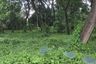 Land for sale in Nong Faek, Chiang Mai