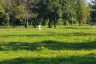 Land for sale in Nam Phrae, Chiang Mai