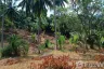 Land for sale in Ban Tai, Surat Thani