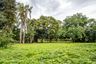Land for sale in Tha Wang Tan, Chiang Mai