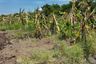 1 Bedroom Land for sale in Bueng Ka Sam, Pathum Thani