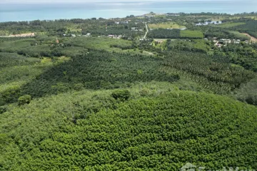 Land for sale in Bang Muang, Phang Nga