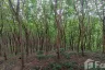 Land for sale in Bang Muang, Phang Nga