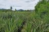 Land for sale in Hin Lek Fai, Prachuap Khiri Khan