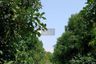 1 Bedroom Land for sale in Makham, Chanthaburi