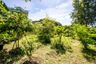 Land for sale in San Kamphaeng, Chiang Mai