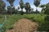 Land for sale in Bang Kao, Phetchaburi