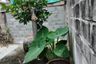 2 Bedroom House for sale in Bang Duan, Bangkok near MRT Phasi Charoen