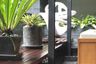 1 Bedroom Condo for rent in MODE Sukhumvit 61, Khlong Tan Nuea, Bangkok near BTS Ekkamai