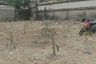1 Bedroom Land for sale in Bang Khun Thian, Bangkok