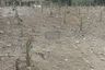 1 Bedroom Land for sale in Bang Khun Thian, Bangkok
