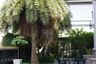 5 Bedroom House for rent in THE GRAND PINKLAO, Sala Thammasop, Bangkok