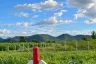 Land for sale in Hin Lek Fai, Prachuap Khiri Khan