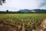 Land for sale in Nong Phlap, Prachuap Khiri Khan