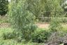 Land for sale in Sam Roi Yot, Prachuap Khiri Khan