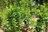 Land for sale in Nong Tong, Chiang Mai