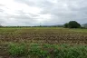 Land for sale in Pa Pong, Chiang Mai