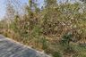 Land for sale in Pa Pong, Chiang Mai