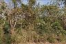 Land for sale in Pa Pong, Chiang Mai