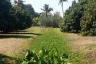 Land for sale in Tha Wang Tan, Chiang Mai