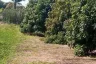 Land for sale in Tha Wang Tan, Chiang Mai