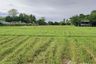 Land for sale in Sa-nga Ban, Chiang Mai