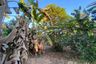 Land for sale in Mae Pong, Chiang Mai